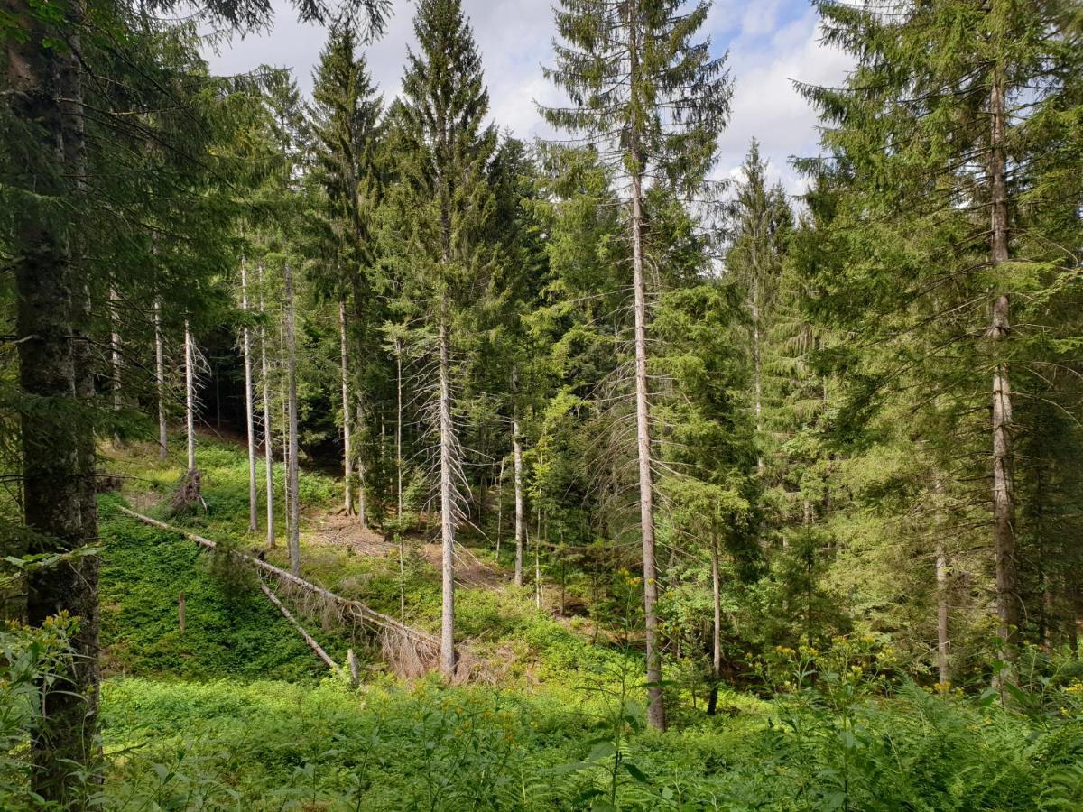 Gemuetliche Ferienwohnung Evieline In Todtmoos Buitenkant foto